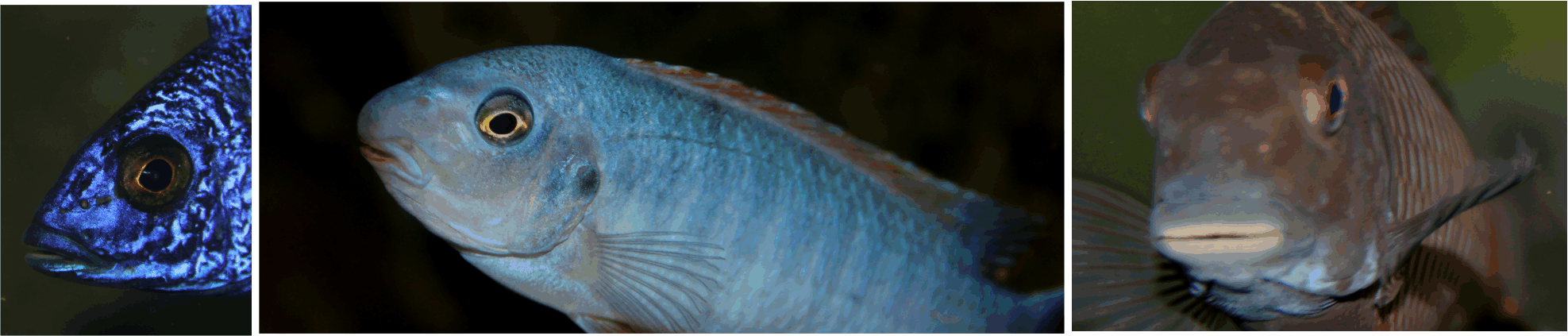 norill cichlid food